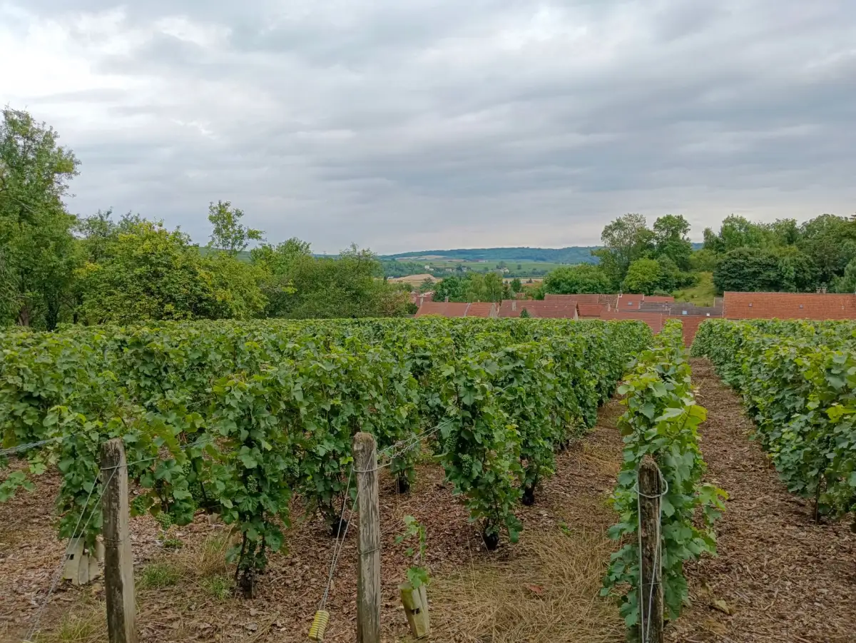 Bâtiment rural en pierre et sa longue couverture en tuiles au milieu des vignes